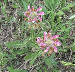 Pedicularis dasystachys