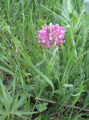Pedicularis dasystachys