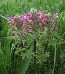 Pedicularis dasystachys