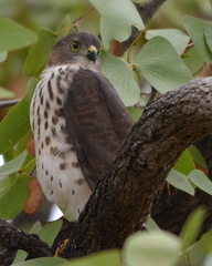 Accipiter minullus
