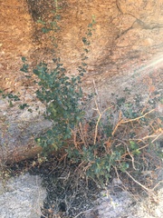 Searsia populifolia