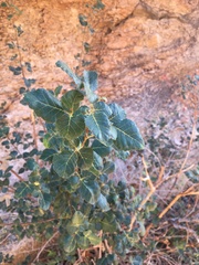 Searsia populifolia