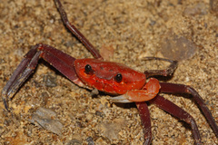 Tiwaripotamon edostilus