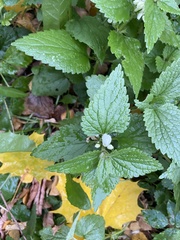 Lamium album