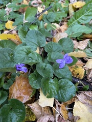 Viola odorata