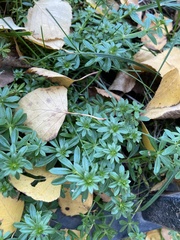 Galium mollugo