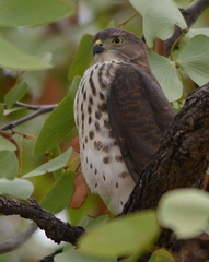 Accipiter minullus