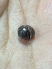 Protoradjia insularis