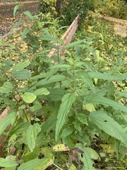 Urtica dioica