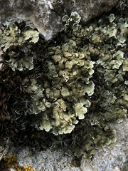 Squamarina cartilaginea