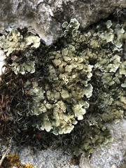 Squamarina cartilaginea