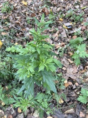 Artemisia vulgaris