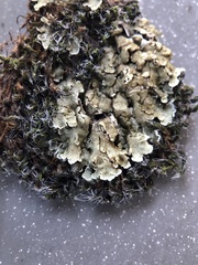 Squamarina cartilaginea