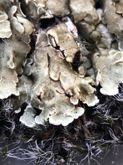 Squamarina cartilaginea