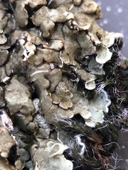 Squamarina cartilaginea