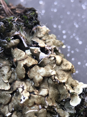 Squamarina cartilaginea