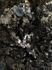 Squamarina cartilaginea