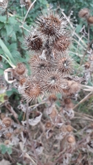 Arctium