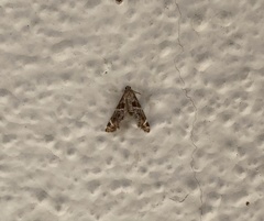 Petrophila jaliscalis