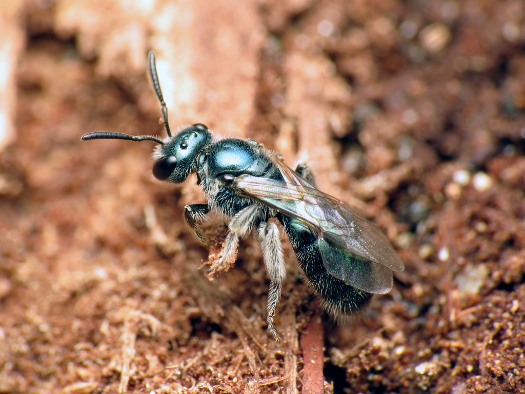 Deep-blue Sweat Bee
