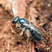Deep-blue Sweat Bee - Photo (c) Katja Schulz, some rights reserved (CC BY)
