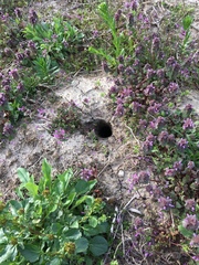Lamium purpureum