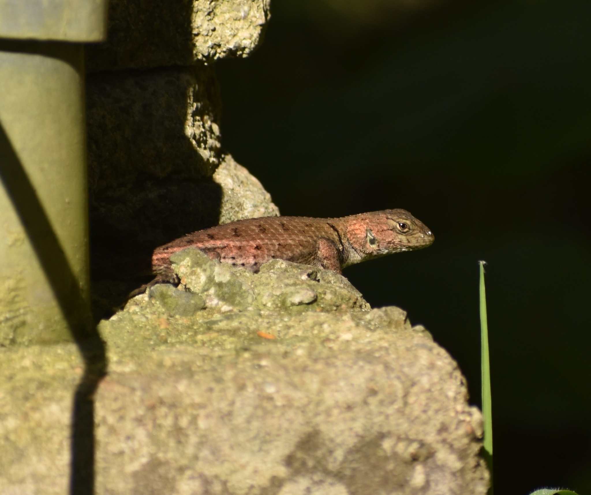 Sierra Juarez Spiny Lizard photo 7