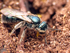 Lasioglossum coeruleum