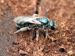 Lasioglossum coeruleum