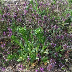 Lamium purpureum