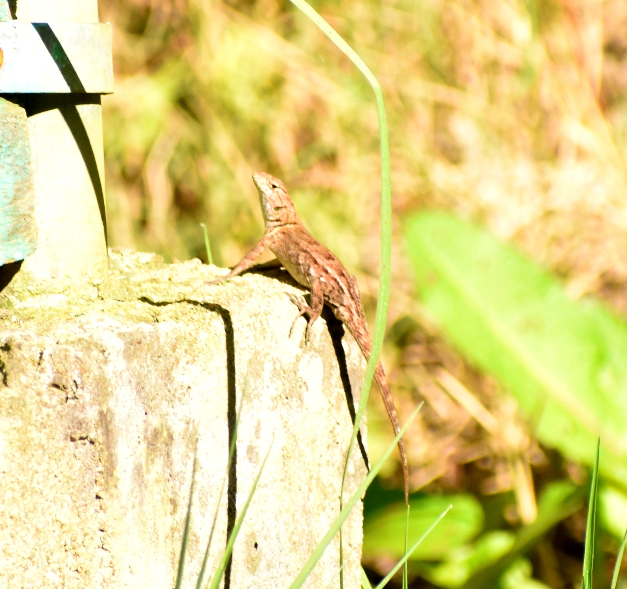 Sierra Juarez Spiny Lizard photo 8
