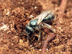 Lasioglossum coeruleum