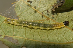 Pramadea lunalis