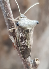 Edessa leucogramma