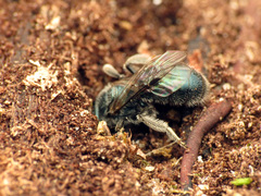 Lasioglossum coeruleum