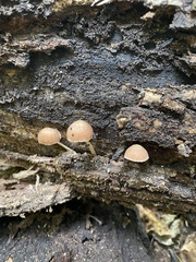 Mycena semivestipes