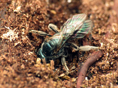 Lasioglossum coeruleum