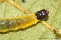 Pramadea lunalis