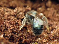 Lasioglossum coeruleum