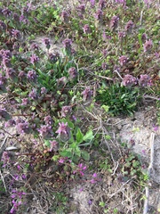 Lamium purpureum