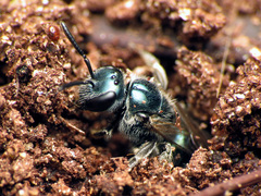 Lasioglossum coeruleum