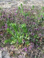 Lamium purpureum