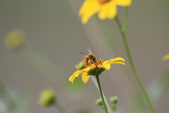 Halictus poeyi