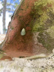 Leiostracus perlucidus