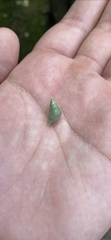 Leiostracus perlucidus