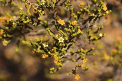 Diosma passerinoides