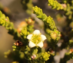 Diosma passerinoides