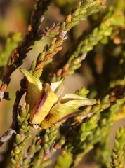 Diosma passerinoides