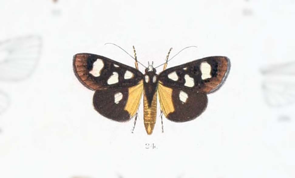 Mimeusemia ceylonica