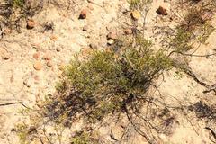 Diosma passerinoides